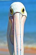 Image result for Pelican Looking Up