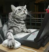 Image result for Cat Computer System Is Down Meme