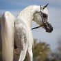 Image result for Arabian Horse Tail
