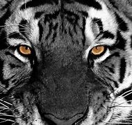 Image result for Tiger Wallpaper 1920X1080