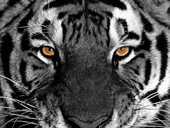 Image result for Tiger Locpaper Laptop Black
