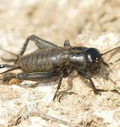 Image result for Crickets at Night