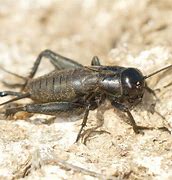 Image result for Bugs That Sound Like Crickets