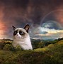 Image result for Happy Grumpy Cat Memes