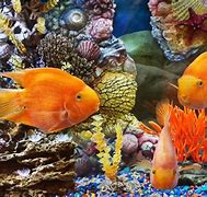Image result for Fish Desktop Background