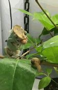 Image result for Chameleon Babies GIF