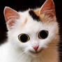 Image result for Funny Close Up Animal PFP