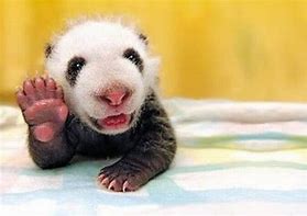 Image result for Animals Saying Hello