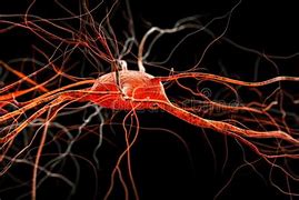 Image result for Brain Neurons Firing