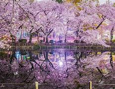 Image result for Tokyo Cherry Blossoms