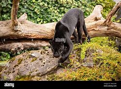 Image result for Inka Chester Zoo