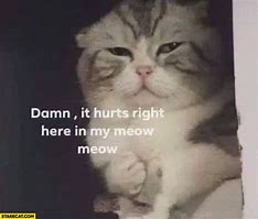 Image result for Hurt Cat Meme