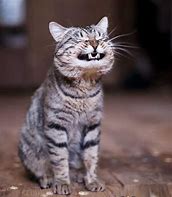 Image result for Cat Laugh