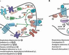 Image result for Morphine Analgesic