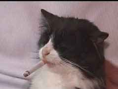 Image result for Cat Smoking Meme