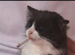 Image result for Funny Cat Smoking
