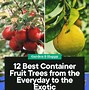 Image result for Container Apple Trees