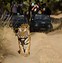 Image result for Tiger Images in the Wild