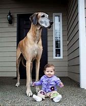 Image result for The Biggest Dog On Earth