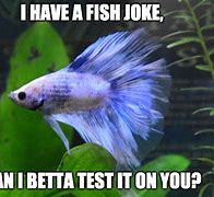 Image result for Betta Fish Meme
