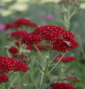 Image result for Achillea millefolium Red Velvet