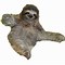 Image result for Sloth Wallpaper for Laptop