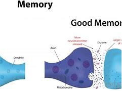 Image result for Memory Neurons