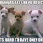 Image result for Chihuahua Meme Door