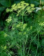 Image result for Anethum graveolens