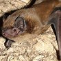 Image result for Bat Species in Montpellier