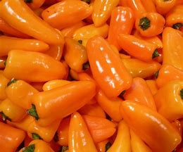 Image result for Tomato Bell Pepper Hybrid