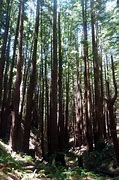 Image result for Redwood Forest Yosemite National Park