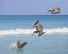 Image result for Pelican Diving to Catch S. Fish