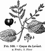 Image result for Coque Du Levant