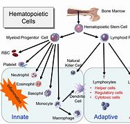 Image result for Hematopoietic Stem Cells