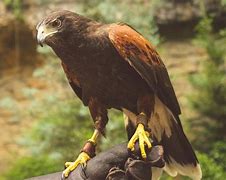 Image result for Maverick Gives the Bird
