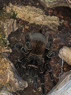 Image result for Tarantula Arachnid