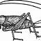 Image result for Cricket Insect Clip Art Black and White