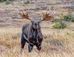 Image result for How Big Is the Biggest Moose