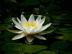 Image result for Lotus Flower Meme