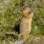 Image result for Alaska Rodents