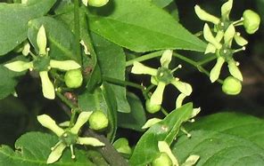 Image result for Euonymus europaeus