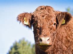 Image result for Salers Cross Cattle