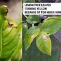 Image result for Lemon Tree Leaves Turning Yellow