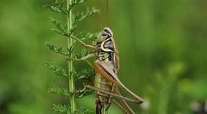 Image result for Cricket Chirp