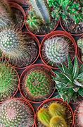 Image result for Rare Cactus Plants