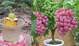 Image result for Big Grape Tree