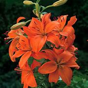 Image result for Lilium Orange Summer
