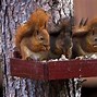 Image result for Greedy Animals