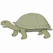 Image result for Tortoise Sketch
